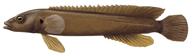 Euteleostomi