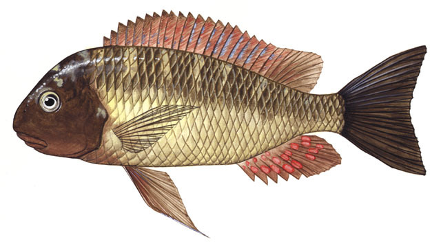 Cichlidae