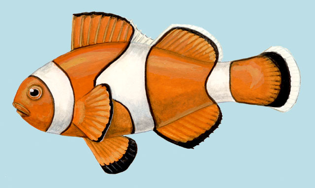 Amphiprion_ocellaris