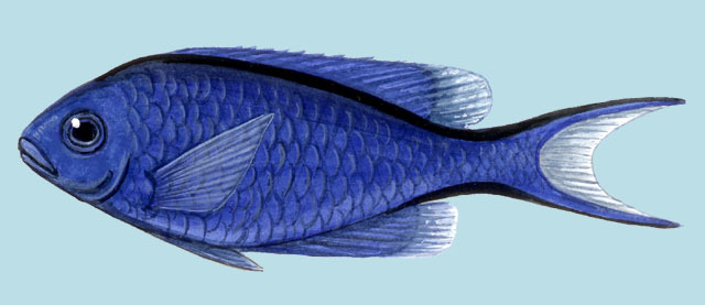 Euteleostomi