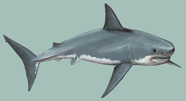 Chondrichthyes