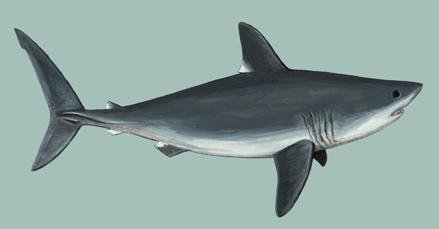 Elasmobranchii