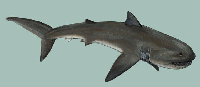 Elasmobranchii