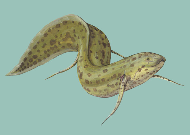 Protopteridae