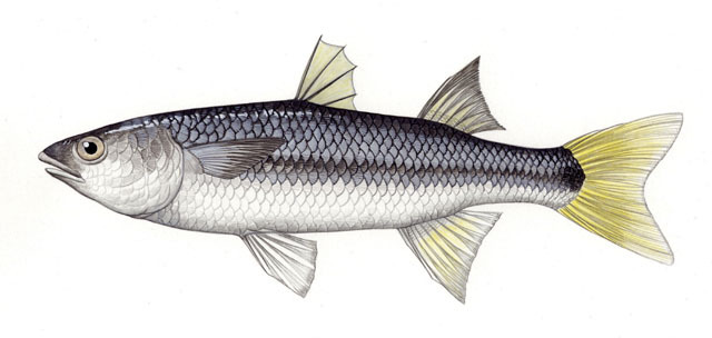 Agonostomus_monticola