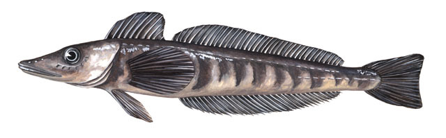 Champsocephalus