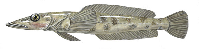 Euteleostomi