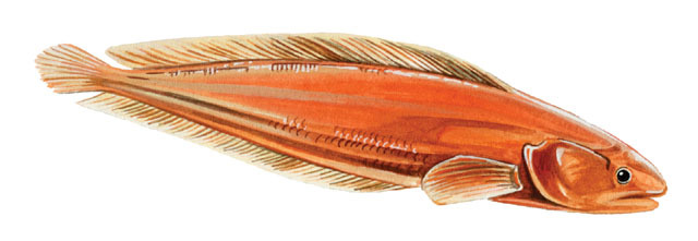 Ogilbia cayorum