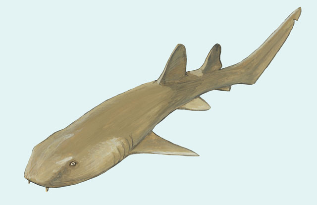 Vertebrata