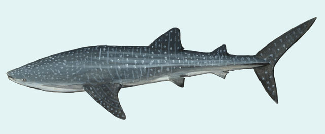 Rhincodontidae