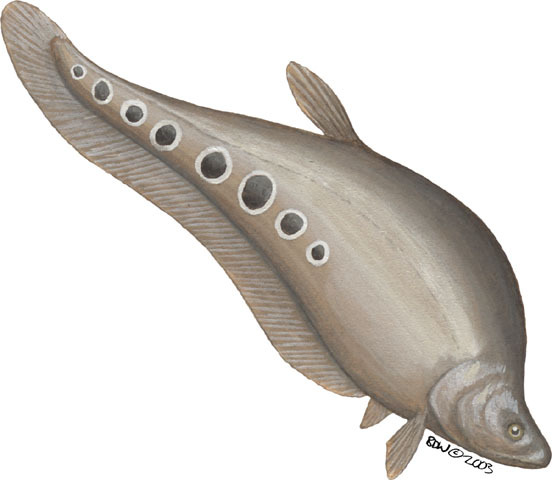 Vertebrata