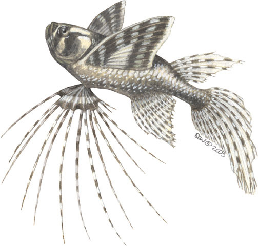 Actinopterygii