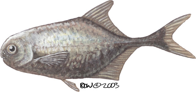 Deuterostomia