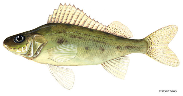 Gymnocephalus_cernuus