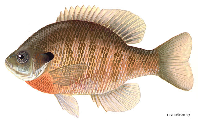 Lepomis macrochirus