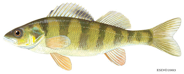 Perca flavescens