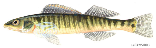 Euteleostomi