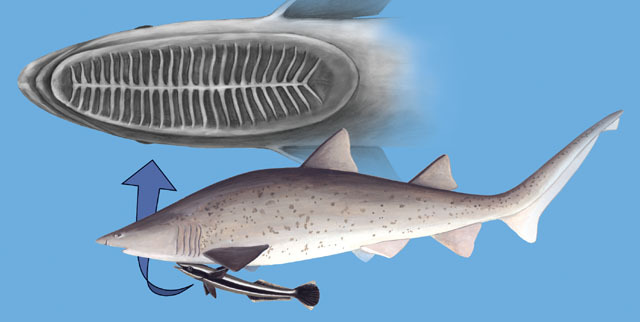 Vertebrata