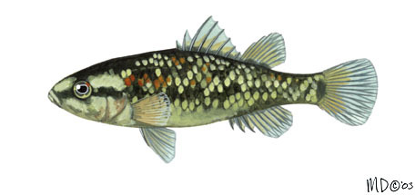 Nannoperca_australis