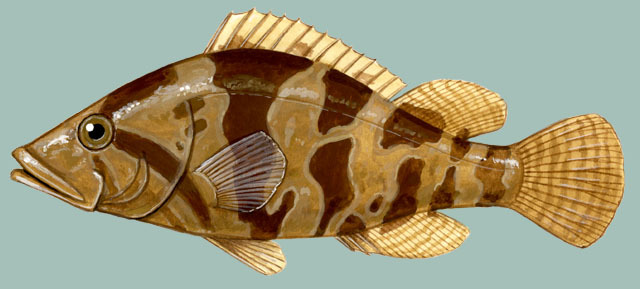 Euteleostomi