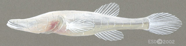 Speoplatyrhinus