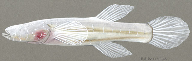 Deuterostomia