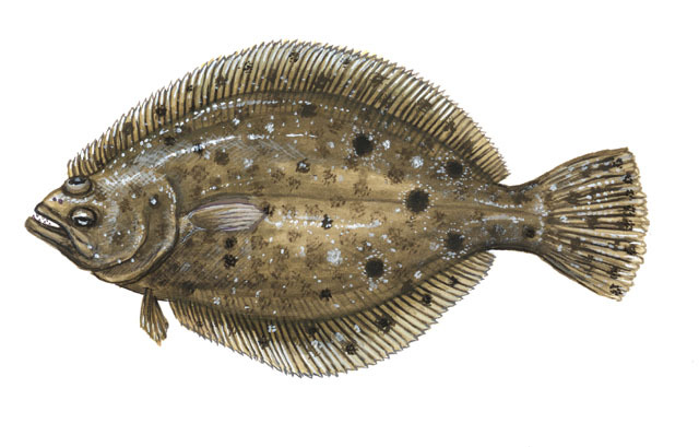 Paralichthys_dentatus