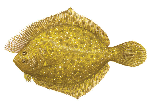 Euteleostomi