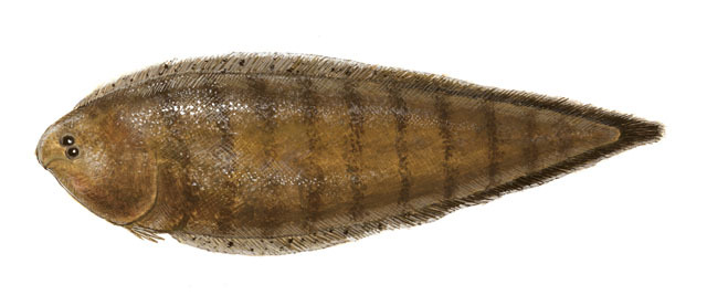 Euteleostomi