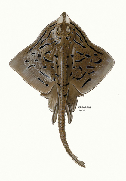 Elasmobranchii