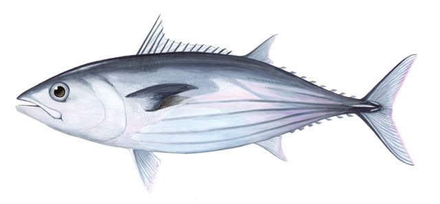 Katsuwonus_pelamis