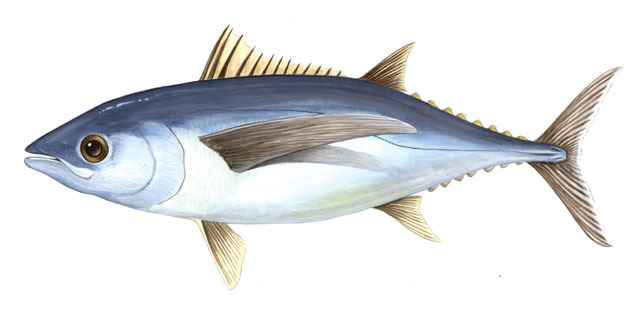 Thunnus