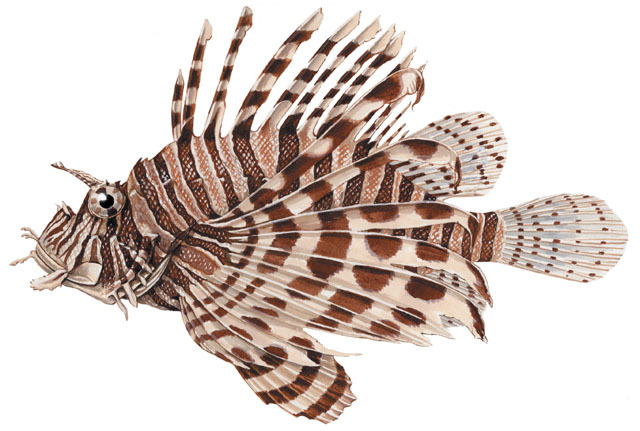 Pterois volitans