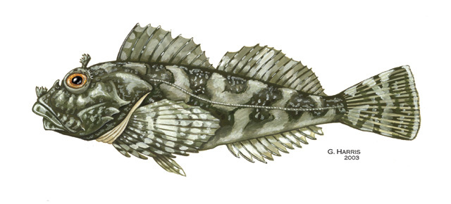 Scorpaenichthys_marmoratus