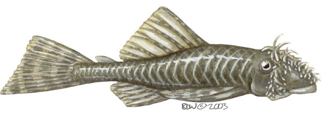 Ancistrus_triradiatus