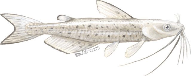 Vertebrata