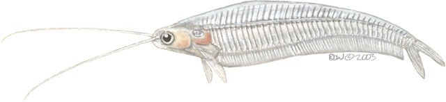 Eumetazoa