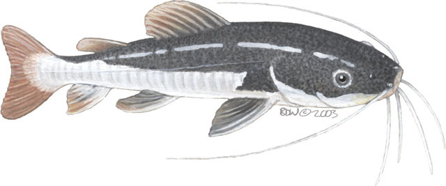 Siluriformes