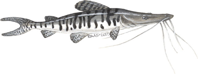 Deuterostomia