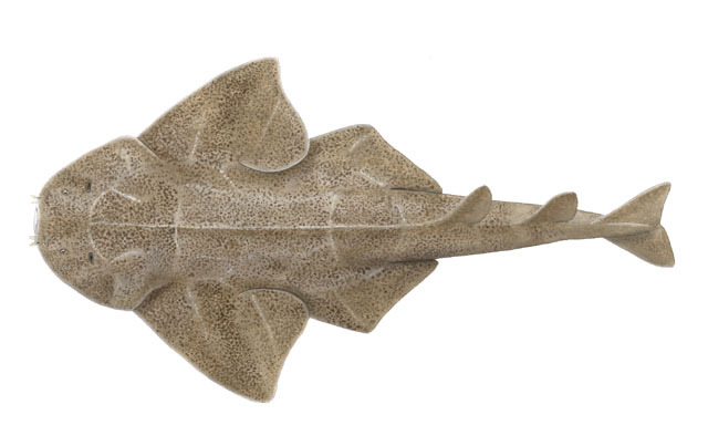 Elasmobranchii