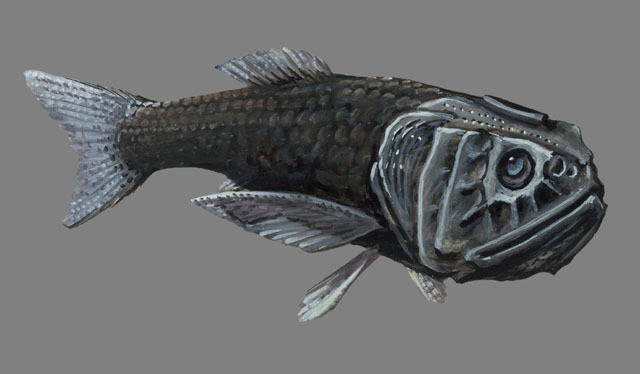 Deuterostomia