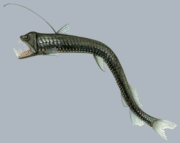 Euteleostomi