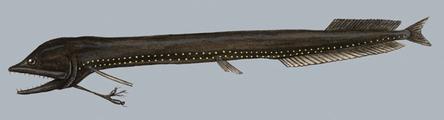 Vertebrata