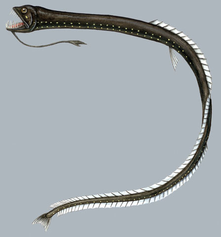 Idiacanthus_fasciola