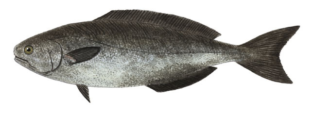 Euteleostomi