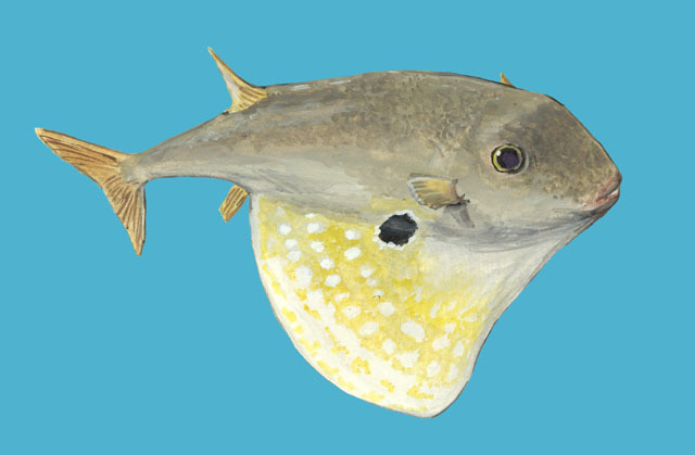 Euteleostomi