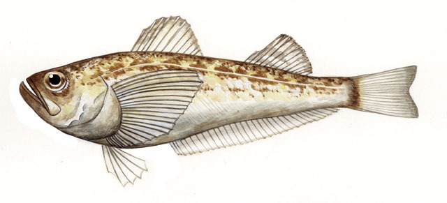 Arctoscopus_japonicus