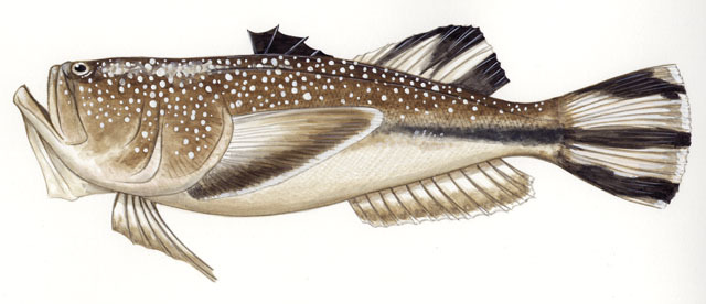 Astroscopus_guttatus