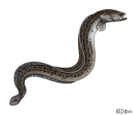 Vertebrata