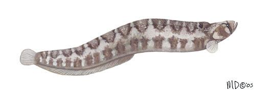 Pholis_ornata